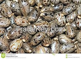 costor seeds