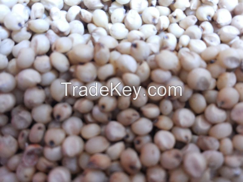 sorghum 