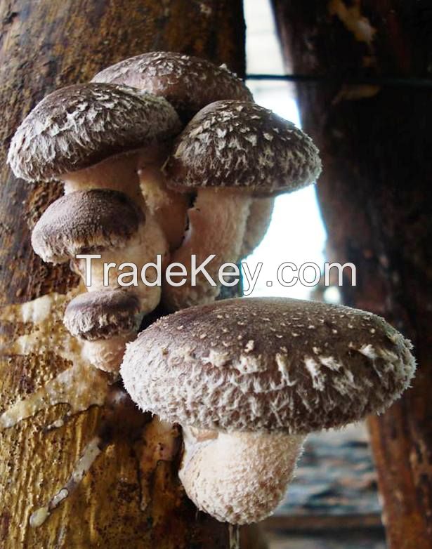 Organic Fresh Shiitake