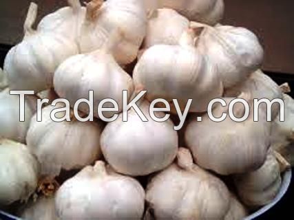 Garlic