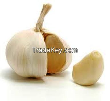 Garlic