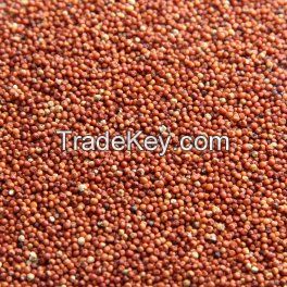 Finger millet (Ragi)