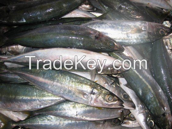 FROZEN ROUND SCAD FISH