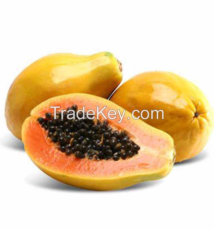 Papain, Papaya extract powder, papain enzyme, 50,000 u/g to 3,500,000 u/g