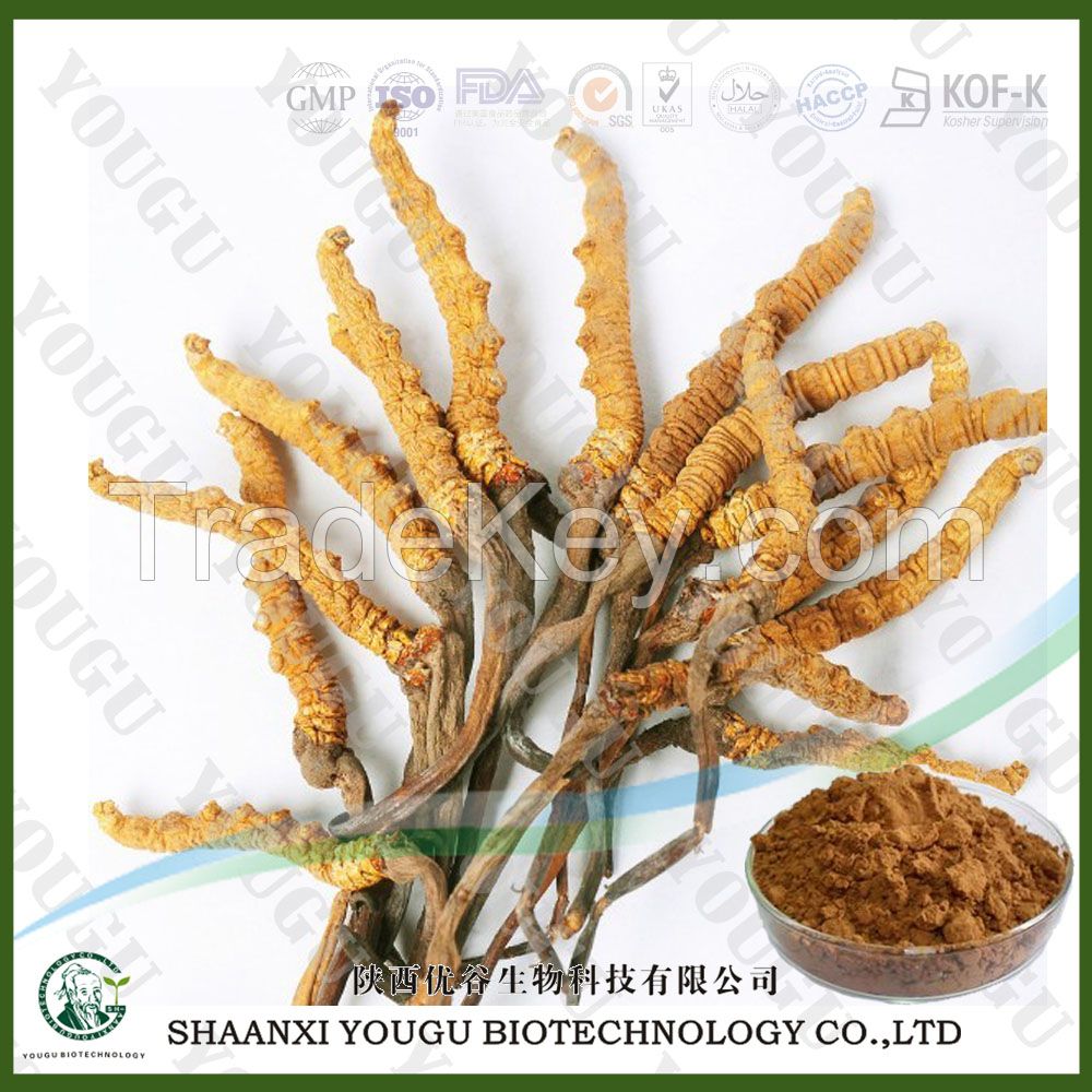 Herbal medicine extract polysaccharide cordyceps sinensis extract