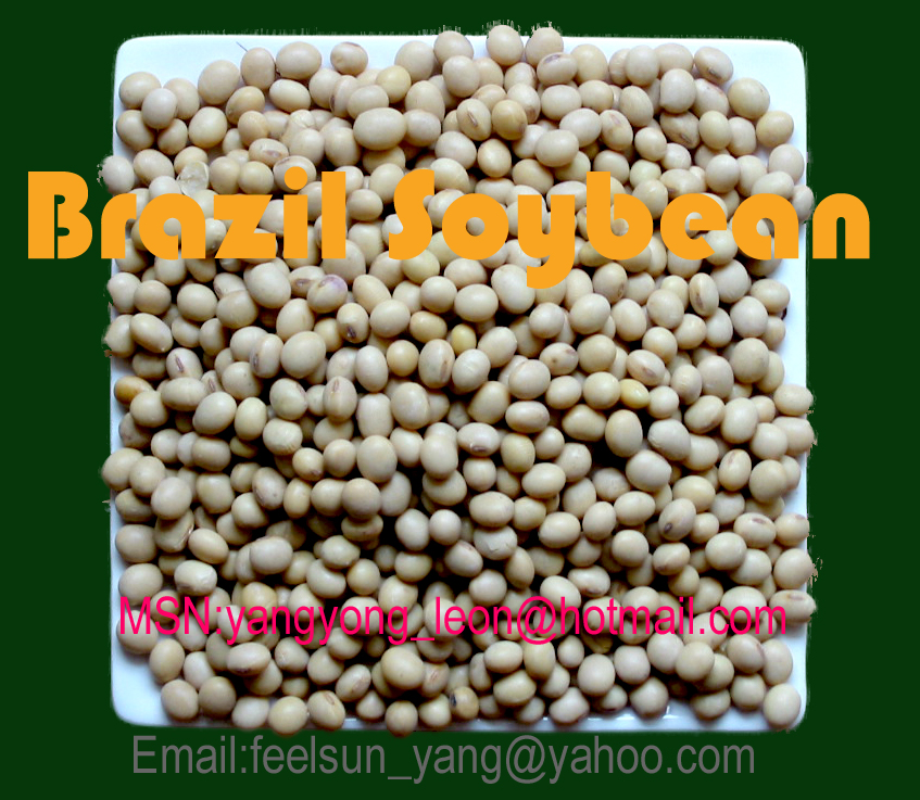 Soybean