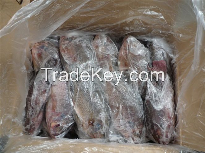  Best Quality Frozen Tilapia Whole Round Wholesale Price 500-800g Fresh Fish 