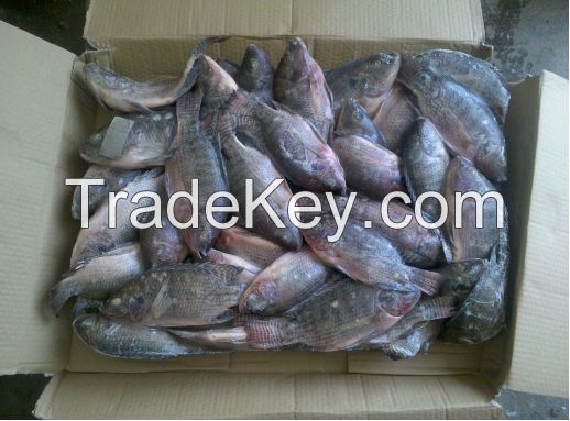  Best Quality Frozen Tilapia Whole Round Wholesale Price 500-800g Fresh Fish 