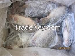  Best Quality Frozen Tilapia Whole Round Wholesale Price 500-800g Fresh Fish 