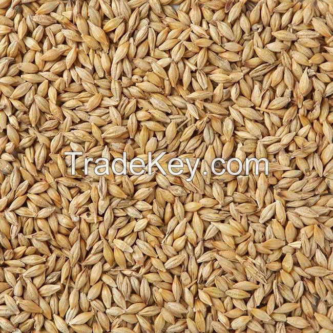 BARLEY SEEDS