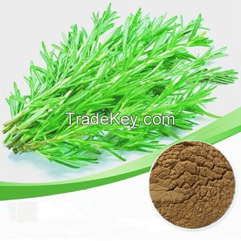 Rosemary Extract Rosmarinic Acid