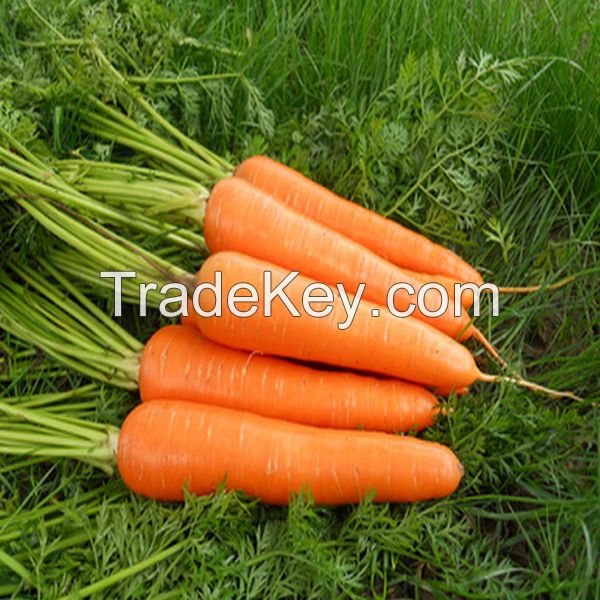 fresh carrots for sale