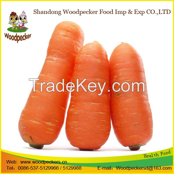 China Delicious Carrot New Fresh Carrot