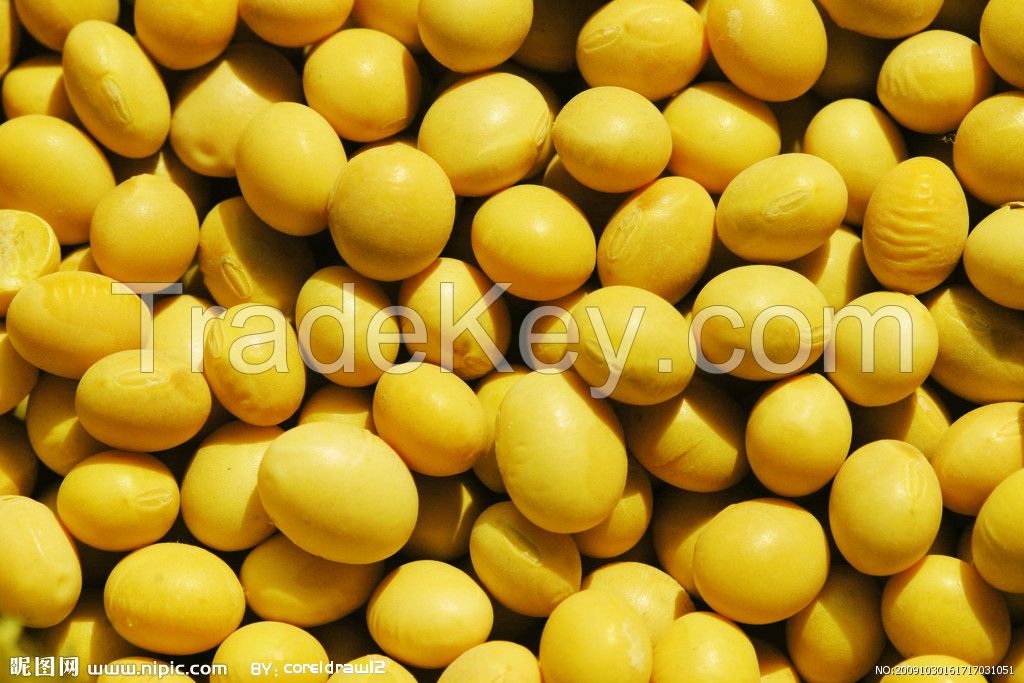 soy bean