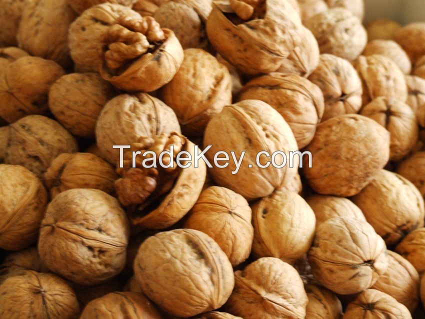 walnut