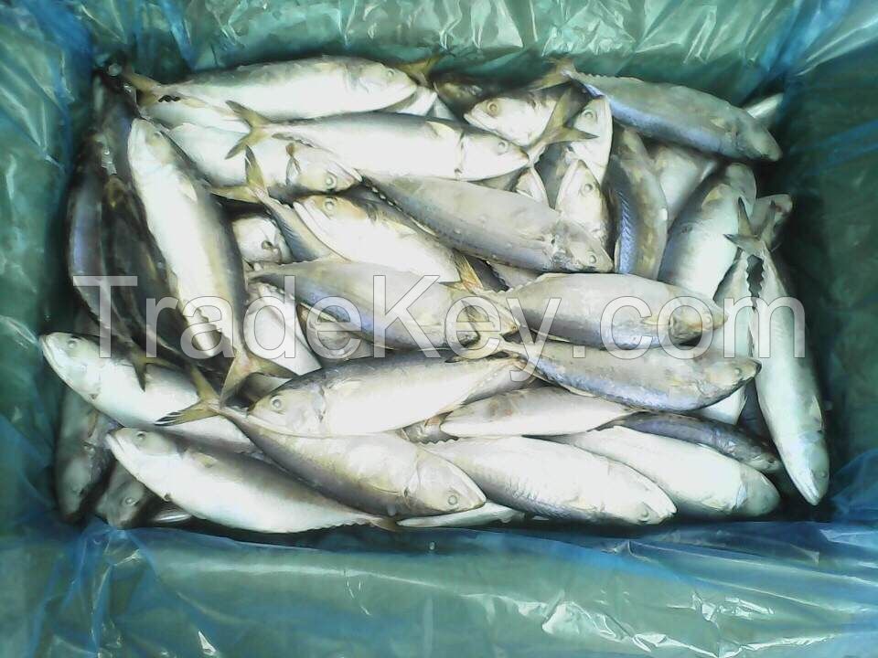All type of seafood we can supply