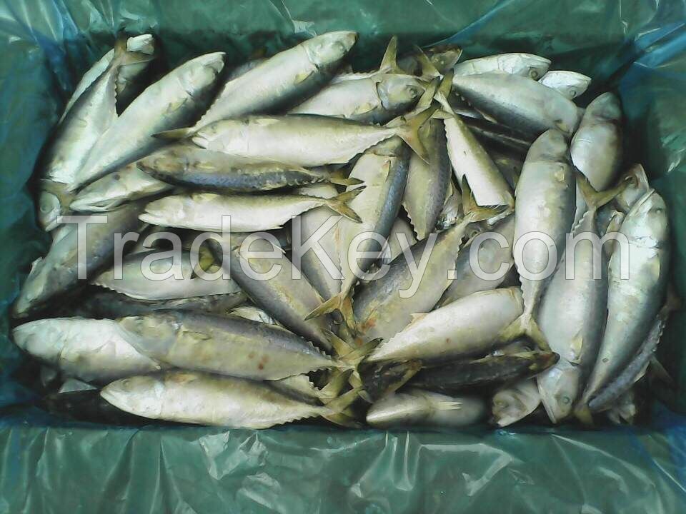 All type of seafood we can supply