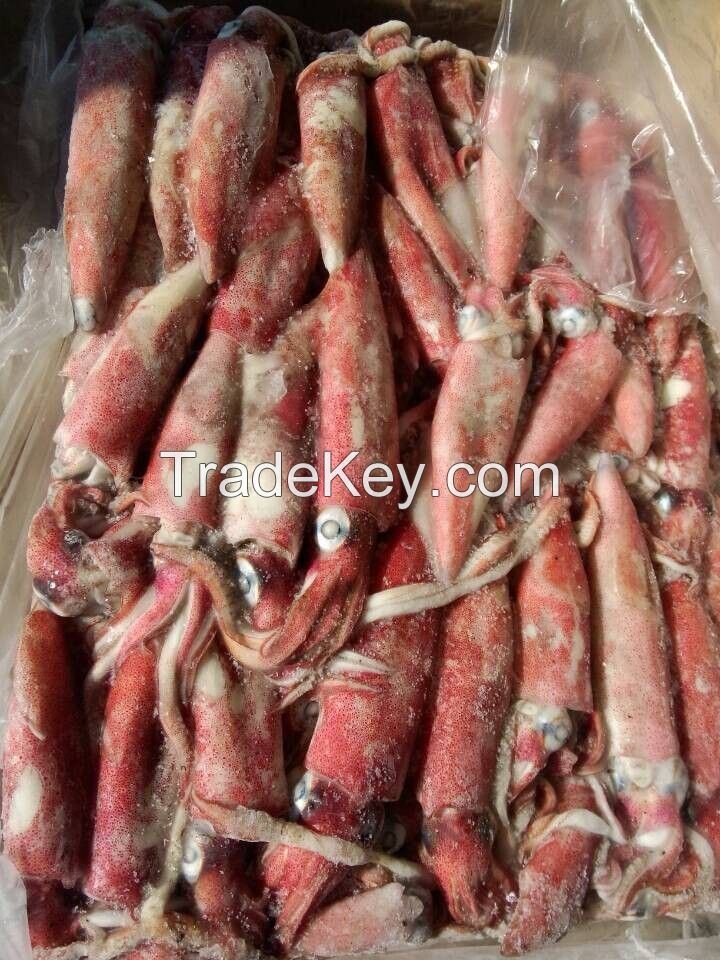HACCP FDA ISO QS Certification Frozen Loligo Squid