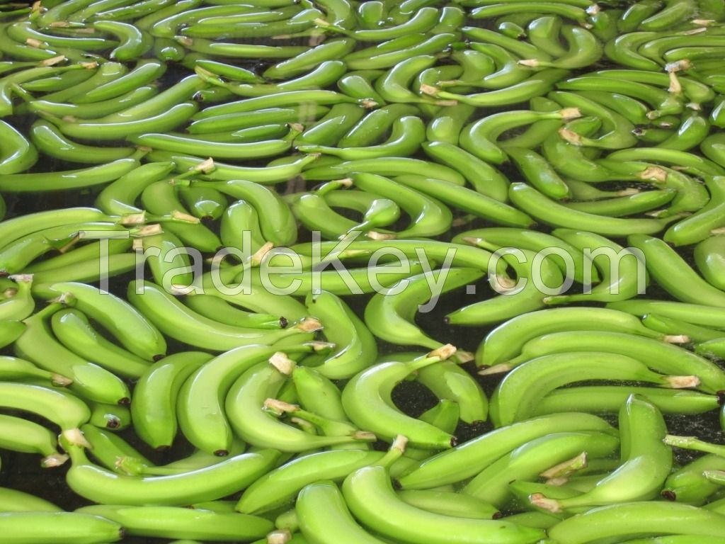 Cavendish Bananas