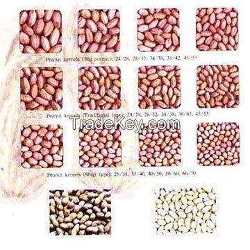 Groundnut / Peanut Kernels