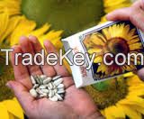 sunflower seeds