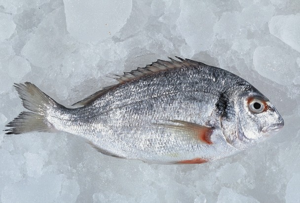 Sea Bream