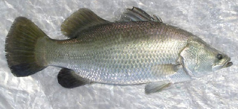 Sea Bass