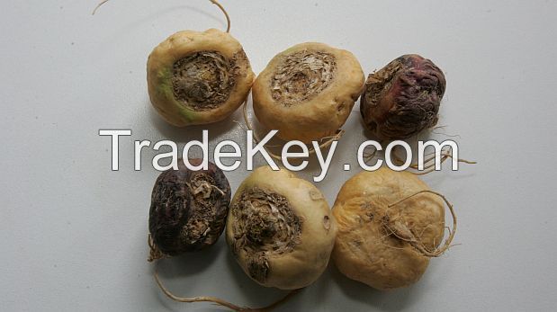 maca root