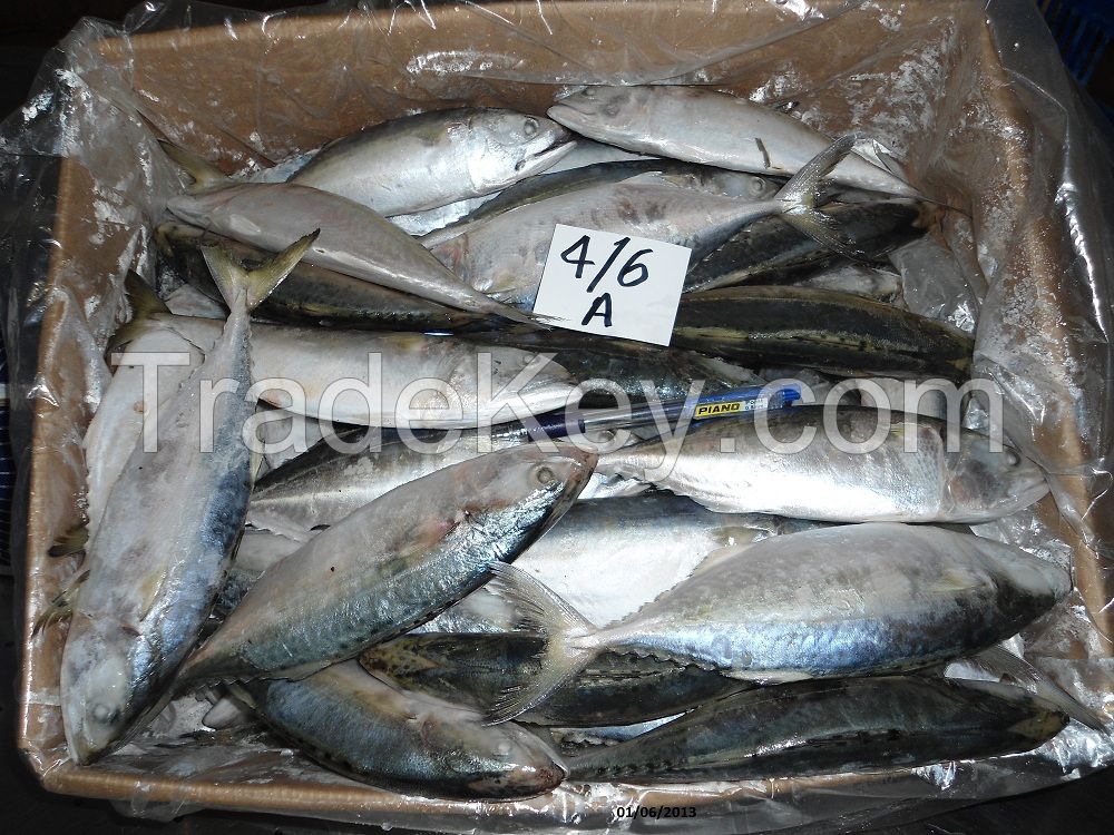 Frozen Indian Mackerel