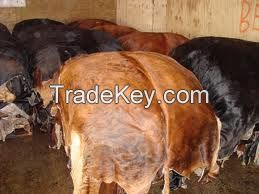 Dry and Wet Salted Donkey/Goat Skin /Wet Salted Cow Hides