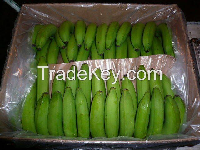  Fresh Class A Green Cavendish Bananas 