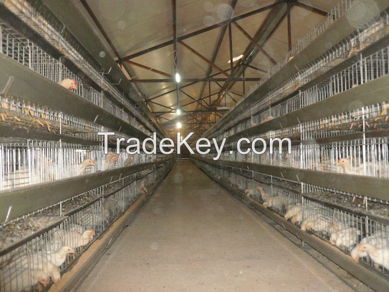 Easily operated H type brooder cage/brooding cage/pullet rearing cage/broiler cage  for poultry Farm