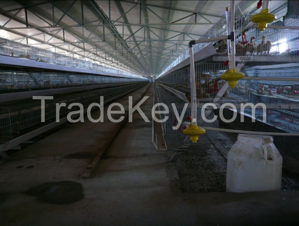 A type galvanized durable pullet cage, grower cage, broiler cage/broiler chicken cage