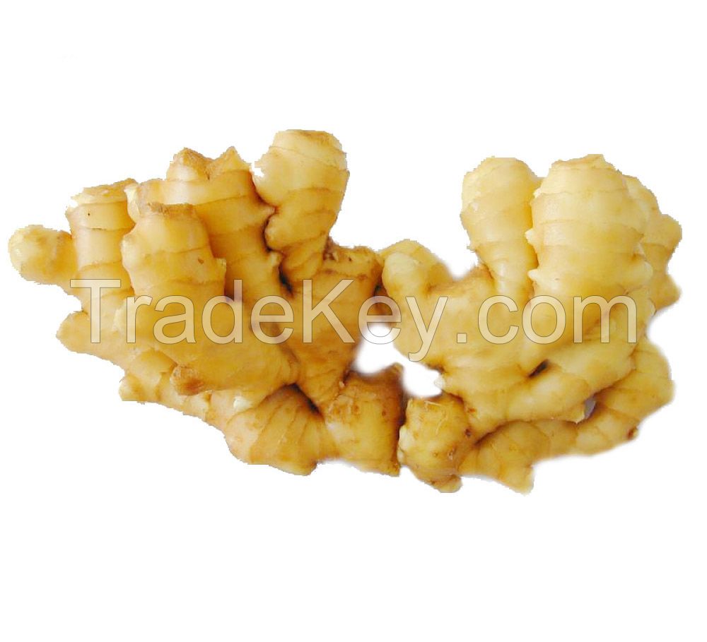 Chinese Fresh Ginger