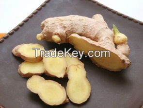 Fresh Vegetable - Chinese Fresh Ginger