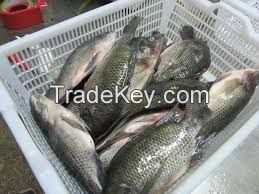 Nile Frozen Whole Black Tilapia Fish