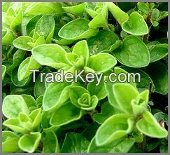 Organic Marjoram leaves