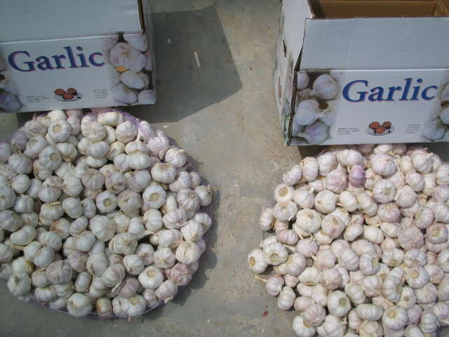 normal white garlic