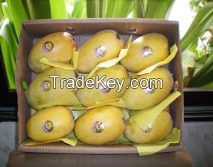 Fresh Sindhri Mangoes