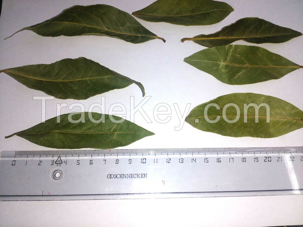 dried bay leaves