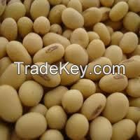 SOYBEAN SEEDS