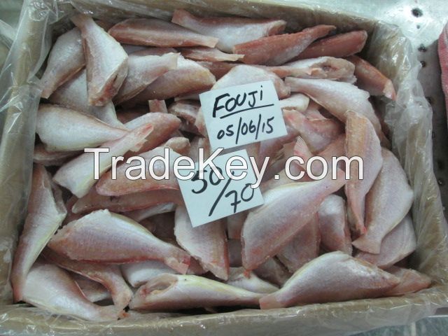 Japanese Thread Fin Bream Hgt 