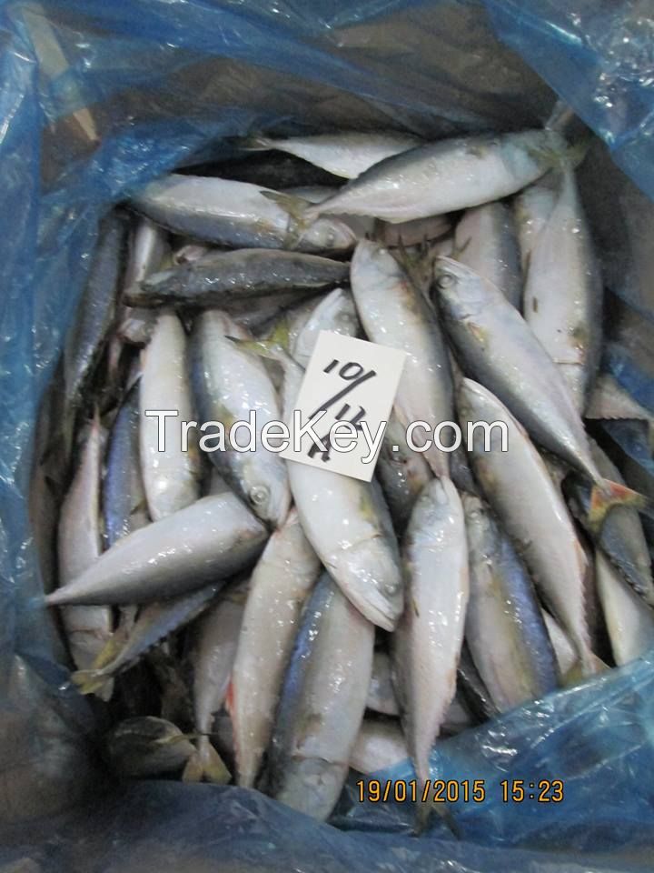 Indian Mackerel