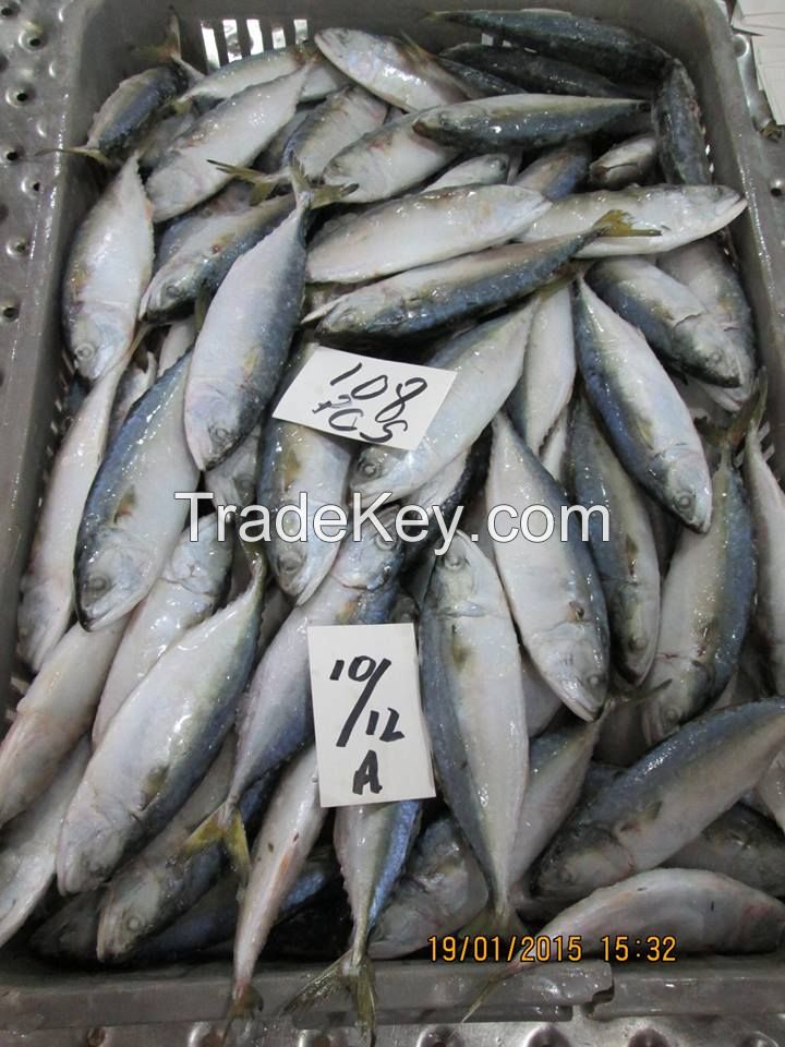 Indian Mackerel