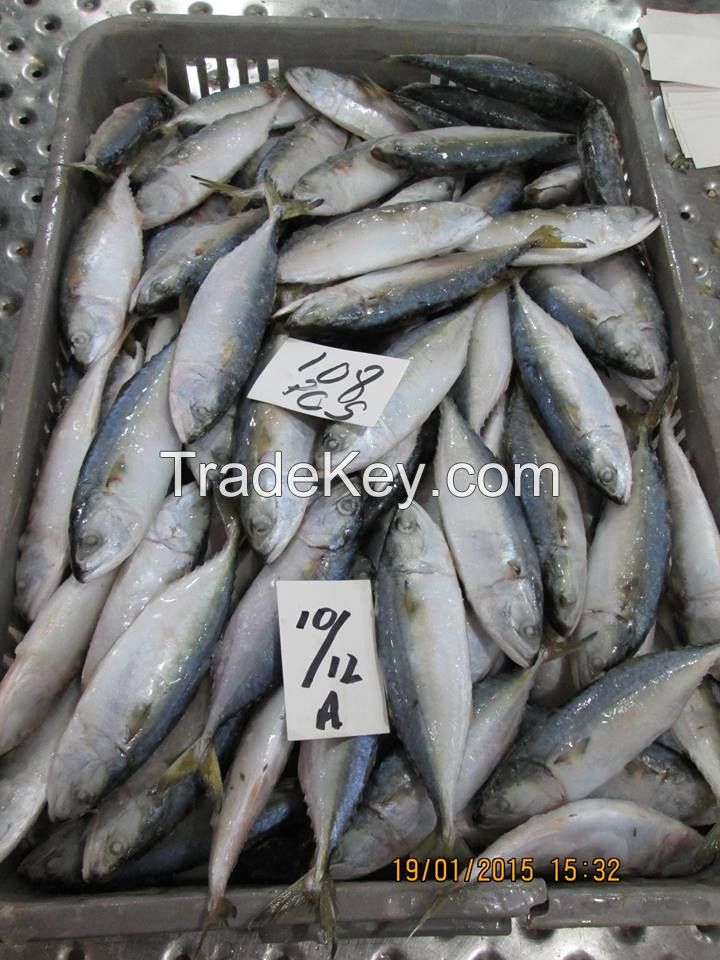 Indian Mackerel