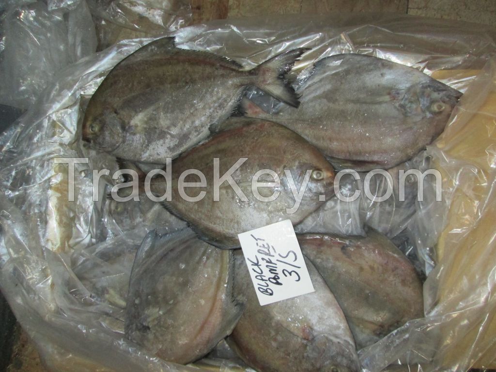 Black pomfret