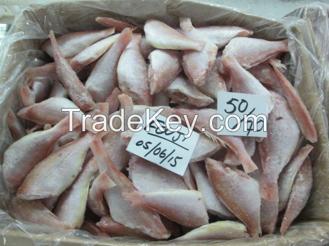 Japanese Thread Fin Bream Hgt 