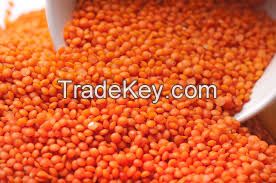 Red lentils ( whole and split available), best quality, new crop  