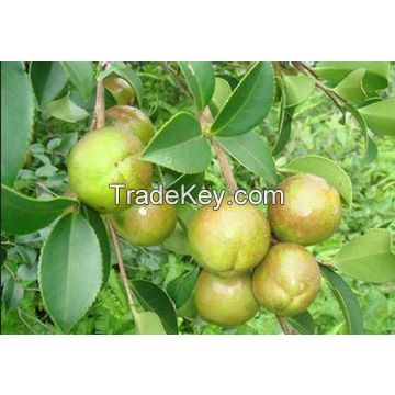 camellia oil