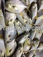 Frozen Gold Line Horse Mackerel (Yellow Bonded Scad)